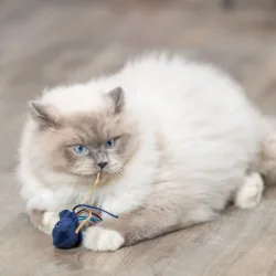 Katzenspielzeug Trixie Katzenspielzeug Meerestiere jetzt online