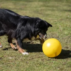 Hundespielzeug & Sport PROCYON Treibball - Gelb jetzt online
