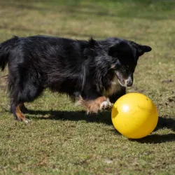 Hundespielzeug & Sport PROCYON Treibball - Gelb jetzt online