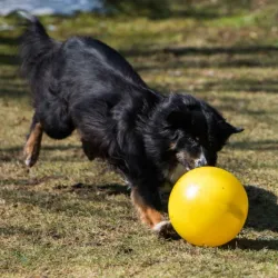 Hundespielzeug & Sport PROCYON Treibball - Gelb jetzt online