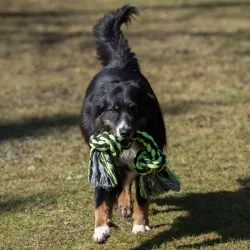 Hundespielzeug & Sport PROCYON XXL-Kauseil - 2 Knoten / 50 cm...