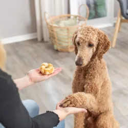 Hundesnacks Trixie Denta Fun Twists aus Kollagen - 2 St./85 g...