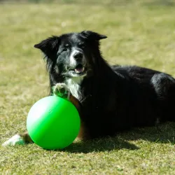 Hundespielzeug & Sport PROCYON Treibball Größe S - extra stabil -...