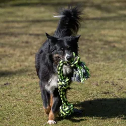 Hundespielzeug & Sport PROCYON XXL-Kauseil - 3 Knoten / 75 cm...