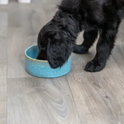 Hundenäpfe & Tränken Trixie Keramiknapf mit Musterung - blau - 0,9...