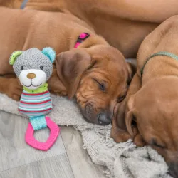 Hundespielzeug & Sport Trixie Junior Bär mit Beißring jetzt online