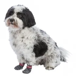 Hundebekleidung Trixie Hundesocken - Grau - L-XL jetzt online