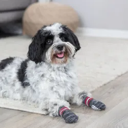 Hundebekleidung Trixie Hundesocken - Grau - L jetzt online