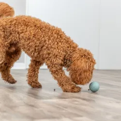 Hundespielzeug & Sport Trixie Labyrinth-Snacky...
