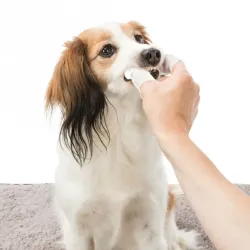 Pflege & Gesundheit Trixie Zahnpflege Einweg-Fingerpads - 50 Stück...