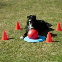 Hundespielzeug & Sport PROCYON Dog Golf Set jetzt online