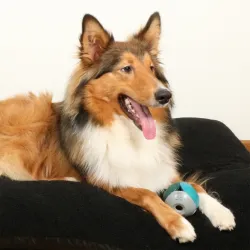 Hundespielzeug & Sport D&D Hundespielzeug Luca - lagoon jetzt online