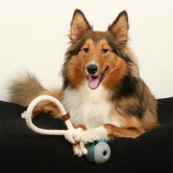 Hundespielzeug & Sport D&D Hundespielzeug Nora - lagoon jetzt online