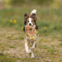 Hundespielzeug & Sport Trixie Tau-Spielzeug jetzt online