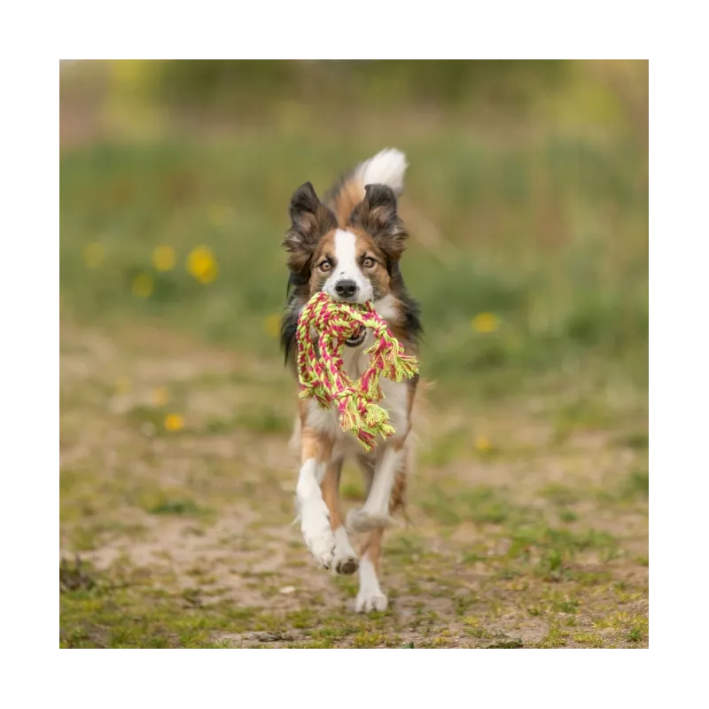 Hundespielzeug & Sport Trixie Tau-Spielzeug jetzt online