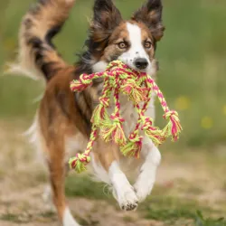 Hundespielzeug & Sport Trixie Tau-Spielzeug jetzt online