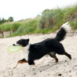Hundespielzeug & Sport Trixie TPR Dog Disc, schwimmfähig - 18 cm...
