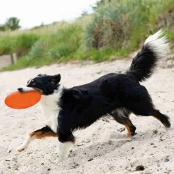 Hundespielzeug & Sport Trixie TPR Dog Disc, schwimmfähig - 18 cm...