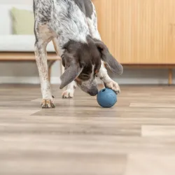 Hundespielzeug & Sport Trixie Labyrinth-Snacky...