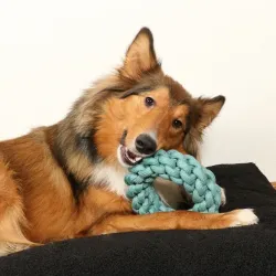 Hundespielzeug & Sport D&D Baumwollring Ben - blau - 19 x 19 x 5cm...