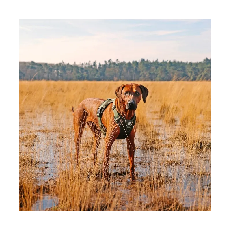 Halsbänder & Leinen Duvoplus EXPLOR Ultimate Fit No-Pull-Geschirr...