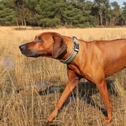 Halsbänder Duvoplus EXPLOR Ultimate Fit Comfy Halsband Classic -...