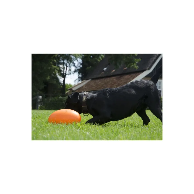 Hundespielzeug & Sport Dog Comets Pan-Stars Treibei - Orange / M...