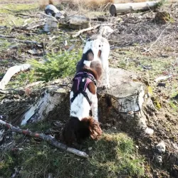 Halsbänder & Leinen Duvoplus EXPLOR Ultimate Fit No-Pull-Geschirr...