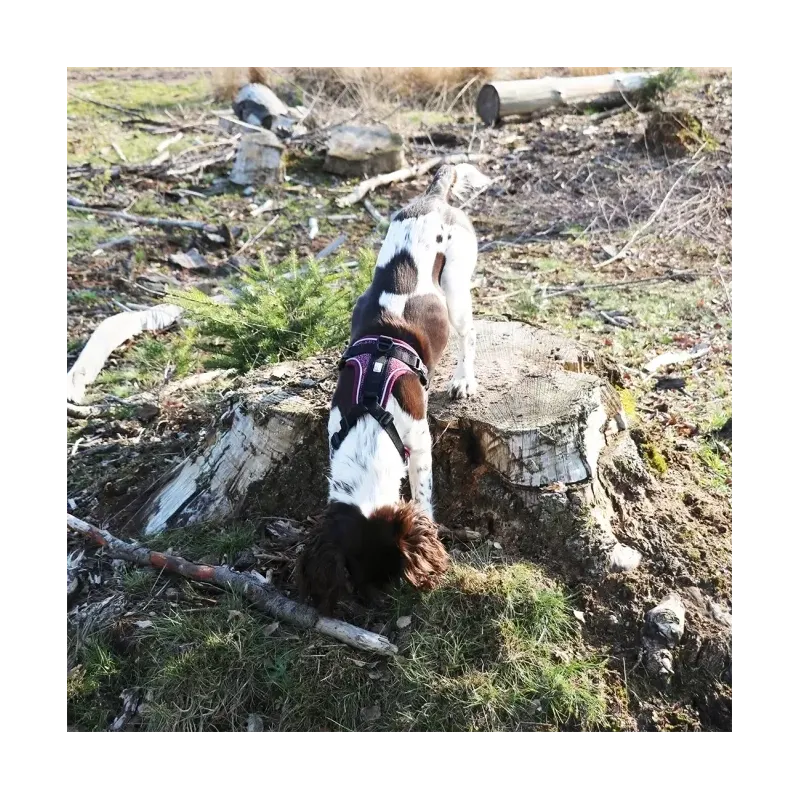 Halsbänder & Leinen Duvoplus EXPLOR Ultimate Fit No-Pull-Geschirr...