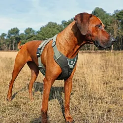 Halsbänder & Leinen Duvoplus EXPLOR Ultimate Fit No-Pull-Geschirr...