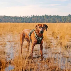 Halsbänder & Leinen Duvoplus EXPLOR Ultimate Fit No-Pull-Geschirr...