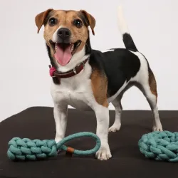 Hundespielzeug & Sport D&D Baumwollkegel Kurt - blau - 22 x 5cm...