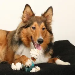 Hundespielzeug & Sport D&D Hundespielzeug Levi - lagoon jetzt online