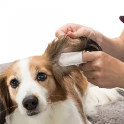 Pflege & Gesundheit Trixie Ohrenpflege Einweg-Fingerpads jetzt online