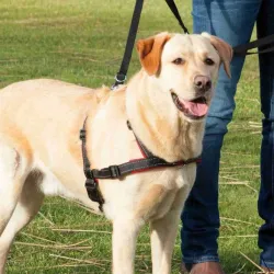 Halsbänder & Leinen Trixie Trainingsgeschirr Lead'n'Walk Soft -...