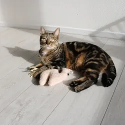 Katzenspielzeug D&D Katzenkissen Latif jetzt online