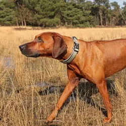 Halsbänder Duvoplus EXPLOR Ultimate Fit Comfy Halsband Classic -...