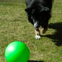 Hundespielzeug & Sport PROCYON Treibball Größe S - extra stabil -...