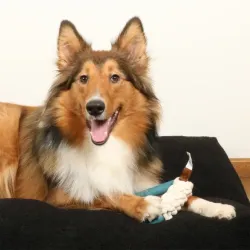 Hundespielzeug & Sport D&D Hundespielzeug Milan - lagoon jetzt online