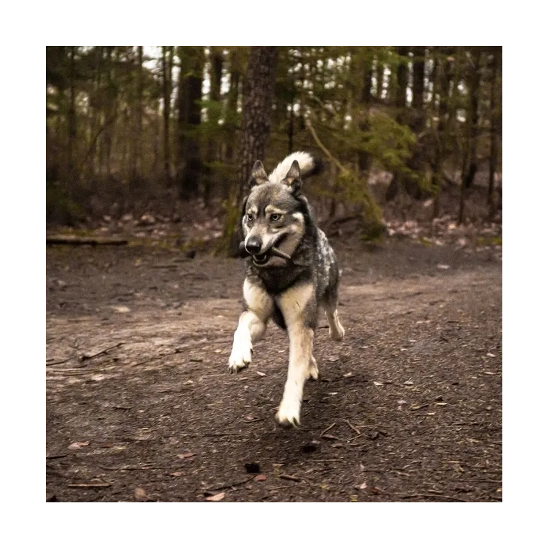 Hundespielzeug & Sport Viking Whole Horn - S jetzt online