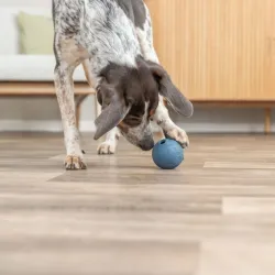 Hundespielzeug & Sport Trixie Labyrinth-Snacky...