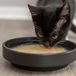 Katzensnacks Trixie Kittis Shrimp Soup - 4 × 80 g jetzt online