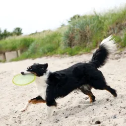 Hundespielzeug & Sport Trixie TPR Dog Disc, schwimmfähig - 18 cm...
