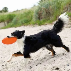 Hundespielzeug & Sport Trixie TPR Dog Disc, schwimmfähig - 18 cm...
