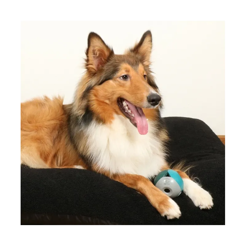 Hundespielzeug & Sport D&D Hundespielzeug Luca - lagoon jetzt online