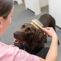Fellpflege Trixie beidseitige Bürste aus Bambus - 5 x 19 cm jetzt...