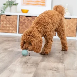 Hundespielzeug & Sport Trixie Labyrinth-Snacky...