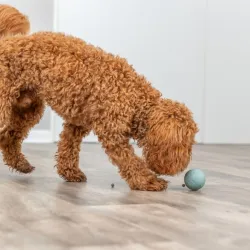 Hundespielzeug & Sport Trixie Labyrinth-Snacky...