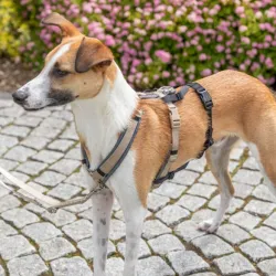 Halsbänder & Leinen Trixie Panik-Adapter Stay für Geschirre -...