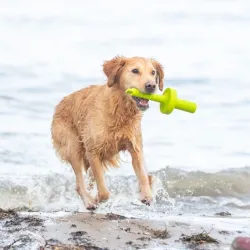 Hundespielzeug & Sport Trixie Aqua Toy MOT®-Aqua jetzt online